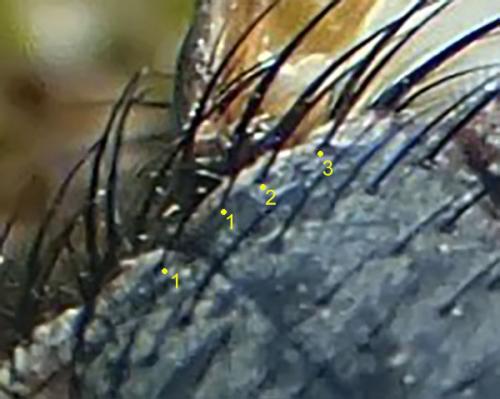 Réf. 358 728 : Tachina sp.