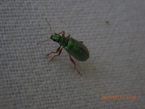 Polydrusus pterygomalis
