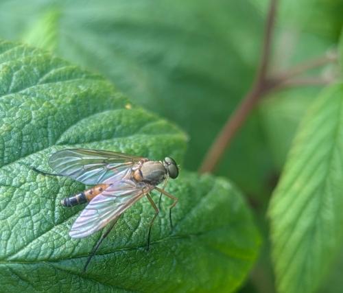 Rhagio tringarius