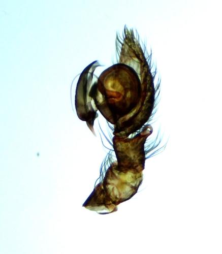 Argenna subnigra