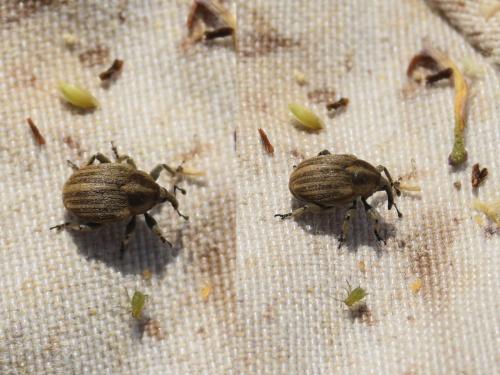 Réf. 358 974 : Sibinia pellucens