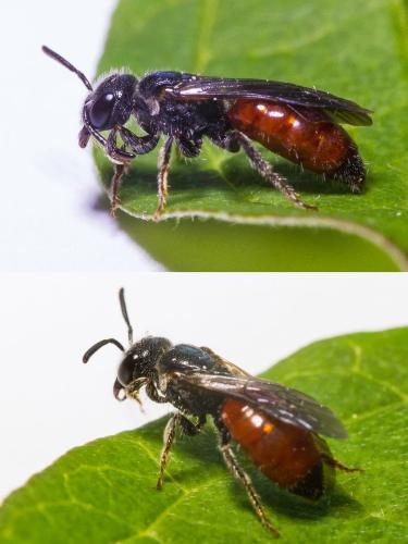 Sphecodes sp.