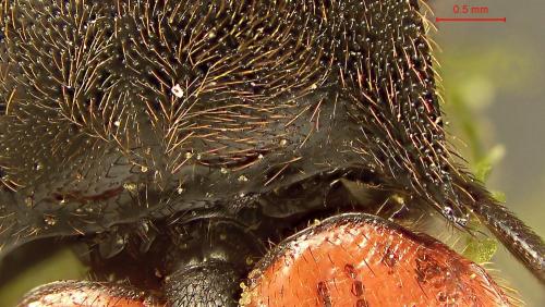Réf. 358 528 : Ampedus cinnabarinus