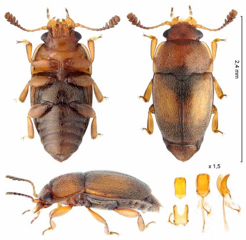 Pria dulcamarae