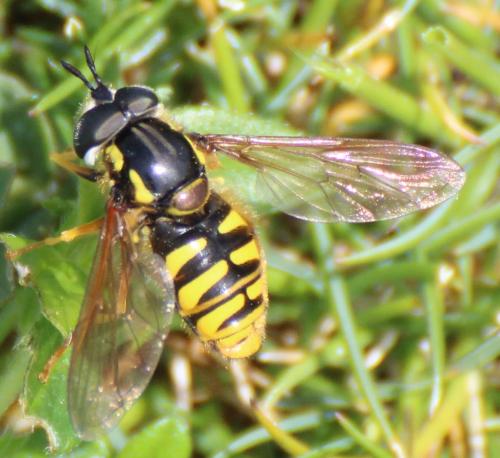 Réf. 358 693 : Chrysotoxum cautum