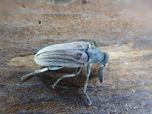 Réf. 358 862 : Ptilophorus dufourii