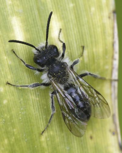 Réf. 358 466 : Andrena sp.