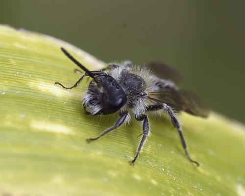 Réf. 358 468 : Andrena sp.