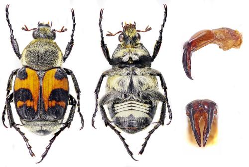 Réf. 358 868 : Trichius sp.