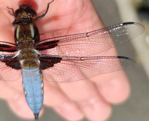 Réf. 358 933 : Libellula depressa