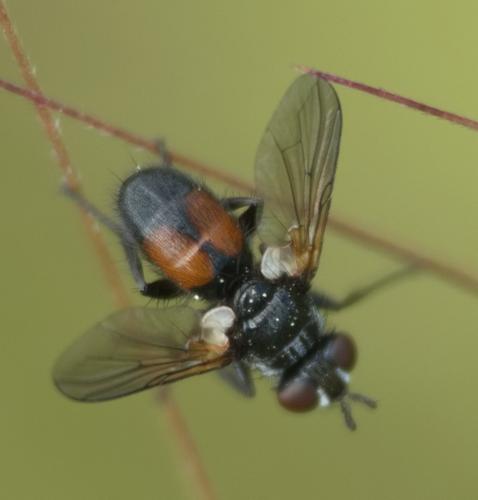 Besseria dimidiata