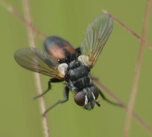 Besseria dimidiata