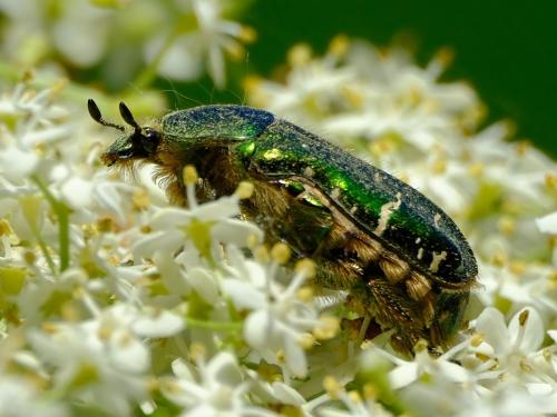 Réf. 358 471 : Cetonia aurata