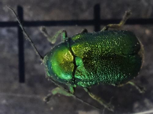 Cryptocephalus sp.