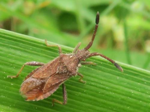 Réf. 358 205 : Coriomeris sp.