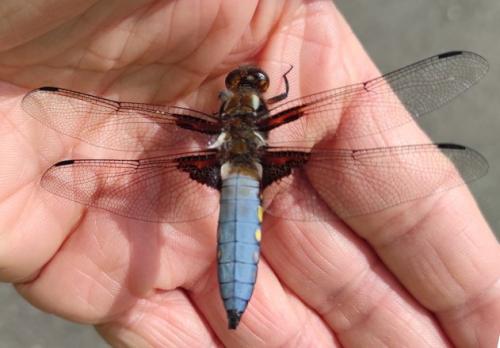 Réf. 358 932 : Libellula depressa