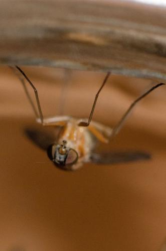 Chrysopilus sp.