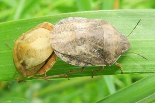 Eurygaster maura