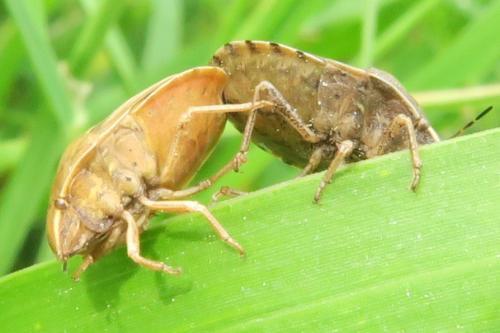 Eurygaster maura
