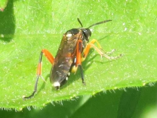 Macrophya rufipes