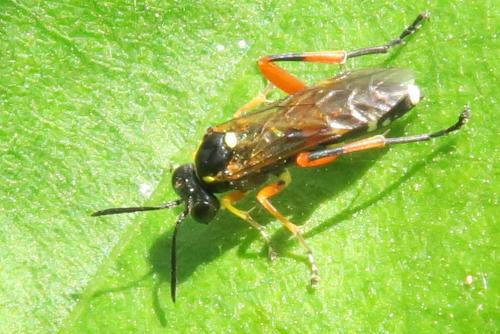 Réf. 358 517 : Macrophya rufipes