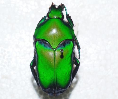Ischiopsopha sp.