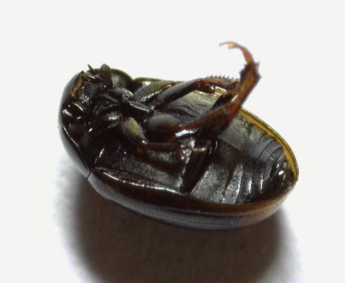 Cercyon haemorrhoidalis
