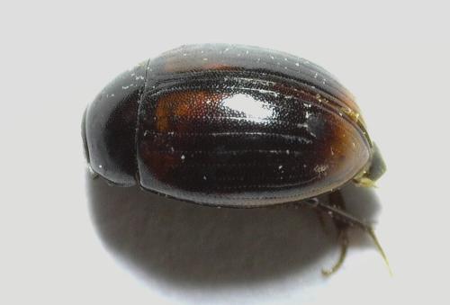 Cercyon haemorrhoidalis