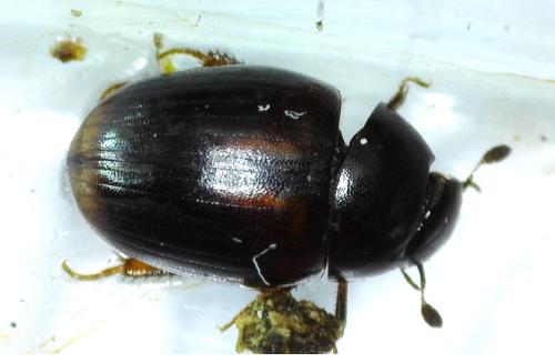 Cercyon haemorrhoidalis
