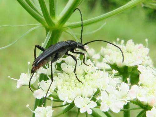 Rutpela nigra