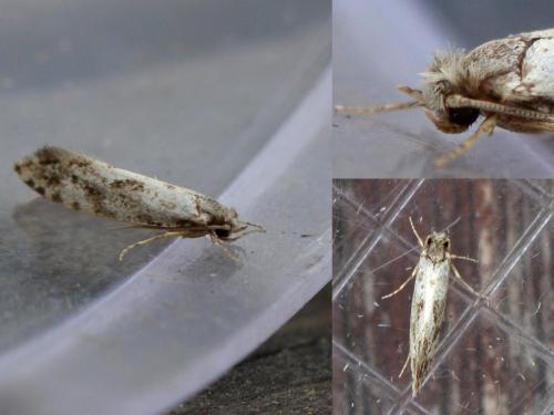 Nemapogon sp.