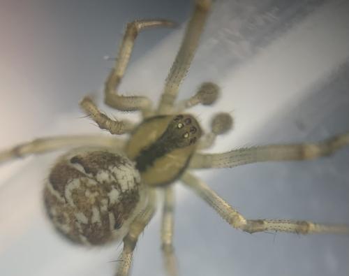 Réf. 358 479 : Phylloneta sp.