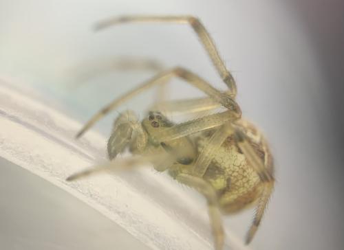 Réf. 358 480 : Phylloneta sp.