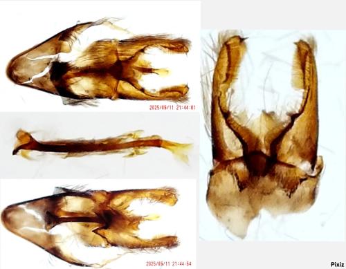 Réf. 358 660 : Nematopogon schwarziellus