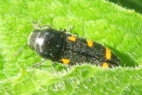 Réf. 358 498 : Ptosima undecimmaculata