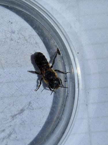 Réf. 358 924 : Osmia sp.