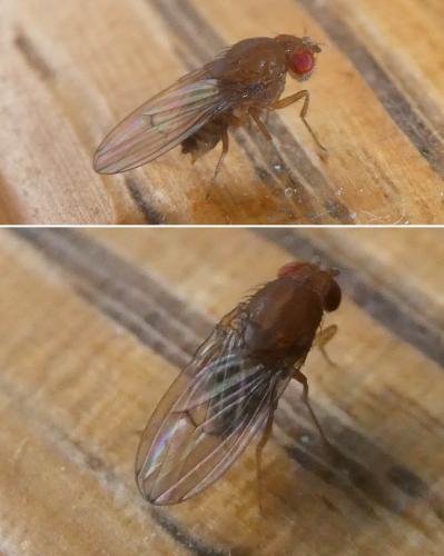 Drosophila immigrans