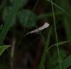 358896 – Photo : Richard Goldstein – France (24)