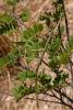 358359 – Photo : Lionel Casset – Madagascar
