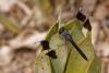 358358 – Photo : Lionel Casset – Madagascar