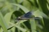 358959 – Photo : Marc Solari – France (68)