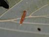 358715 – Photo : Georges Vermelle – France (62)