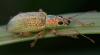 358663 – Photo : ANDRE LABETAA – France (66)