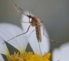 358834 – Photo : ANDRE LABETAA – France (66)