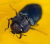 358861 – Photo : ANDRE LABETAA – France (66)
