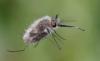 358190 – Photo : ANDRE LABETAA – France (66)