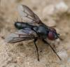 358478 – Photo : ANDRE LABETAA – France (66)