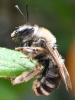 358352 – Photo : Liliane Delattre – France (30)