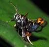 358457 – Photo : Bernard Perthuis – Guyane française