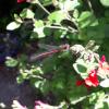 358975 – Photo : dominique goumand – France (93)